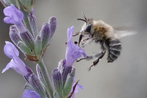 Anthophora pubescens